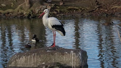 Storch (Ciconia ciconia) steht auf einem Felsen