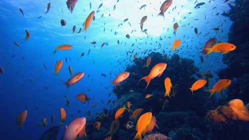 Underwater Fish and Coral Garden