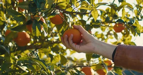 Hand Holding a Fresh Orange on Tree