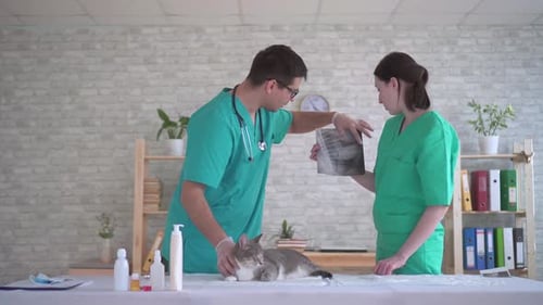 Two Vets Examining Cat's X-Ray in Clinic