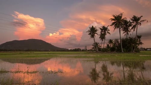 Picturesque Tropical Sunset Landscape with Reflective Rice Paddies