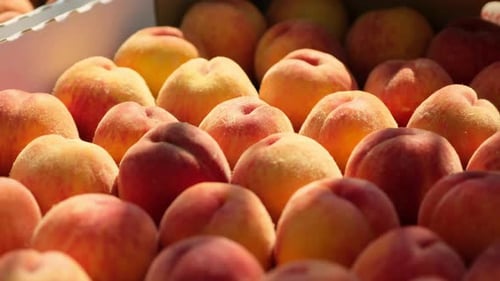Fresh Peaches in a Box in the Daytime