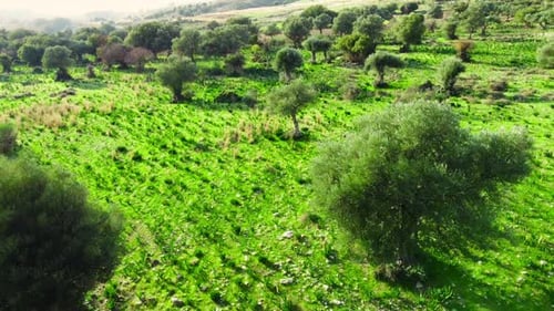 Mediterranean Landscape with a Large Olive Trees and Green Grass at Summer Season Aerial Shot of