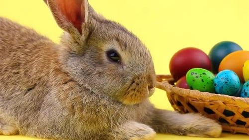 Adorable Rabbit with Easter Eggs in Wicker Basket