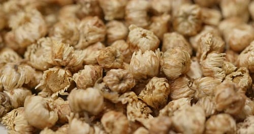 Dried Chrysanthemum Flowers in Close Up