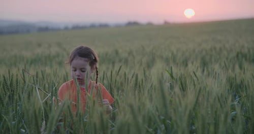 Little cute girl playing in a wheat field during sunset