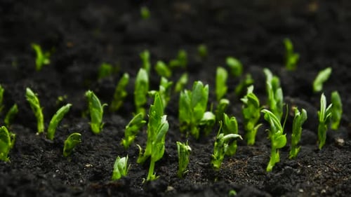 Growing Plants in Timelapse, Sprouts Germination Newborn Plant