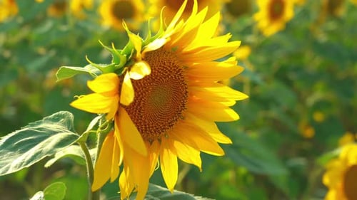 Closeup of Sunflower on Field Background