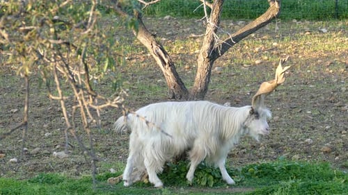 Majestic White Goat Grazing in Rural Landscape