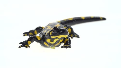 Close Up of Black and Yellow Salamander