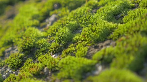 Flacher DOF von grünem Moos bei Tageslicht 4K 2160p UHD-Aufnahmen - Bryophyta-Moos von Tag zu Tag langsames Schwenken