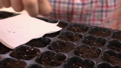 A Woman Pours Basil Seeds Into Cells