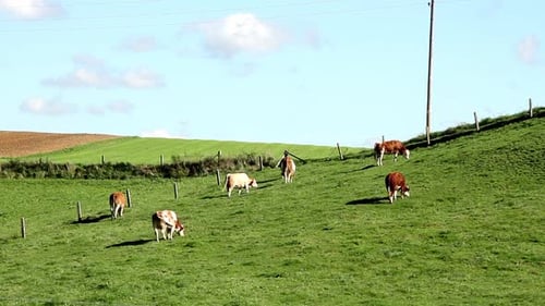 Vaches dans un pré