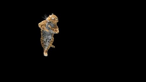 Leopard Dancing HD
