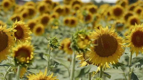 Beautiful Natural Plant Sunflower In Sunflower Field In Sunny Day 40