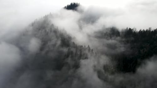 Misty Mountains and Evergreen Trees Aerial View