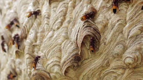 Wespenstock mit aktiven Wespen II