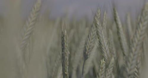 Weizen im Feld Weizenohren Nahaufnahme