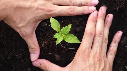Hand Planting Young Tree Top View