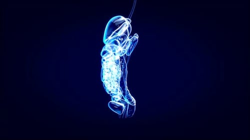 3D Human Digestive System Animation | Glowing Organs X-Ray View