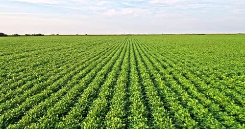 Aerial shot of green soybean crops at agricultural farm