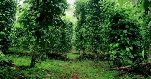 Tracking Through A Black Pepper Creeper Plantation