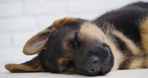 Close-Up of Cute Puppy Sleeping Soundly