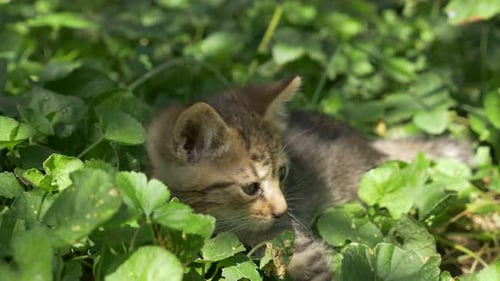 Adorable Tabby Kitten Lying in Lush Greenery