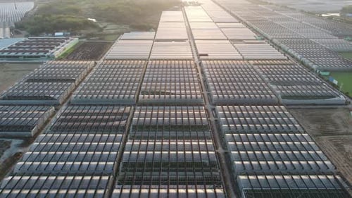 Aerial View of Greenhouses at Sunrise