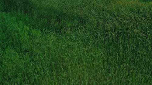 Singing Green Wheat in Rural Fields