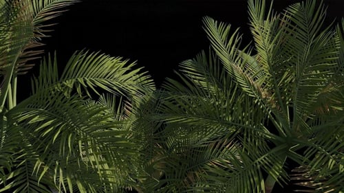 Animated Green Palm Leaves Swaying Tropical Foliage Loop