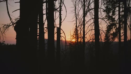 Caméra se déplaçant vers la droite montrant un beau soleil rouge descendant au coucher du soleil entre un arbre de la forêt sombre