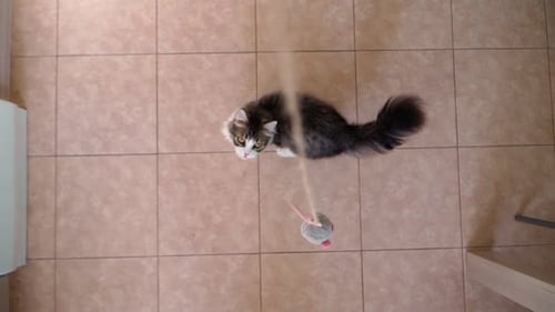 Fluffy Cat Playing with Toy Mouse on Tile Floor