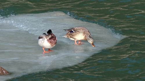 Duck Grooming on an Ice Floe in Winter