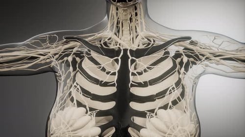 3D Human Torso Lymphatic System Medical Animation