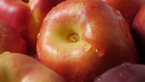 Fresh Nectarines with Water Droplets, Close Up