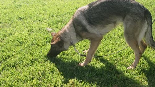 Schäferhund geht auf dem Bauernhof spazieren