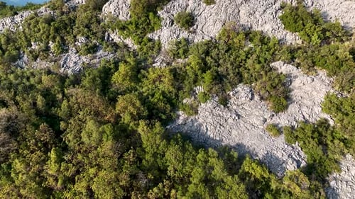 Forest texture aerial view 4 K Turkey Alanya