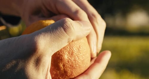 Hands Peel Orange in Natural Sunlight
