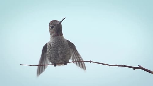 Hummingbird Landing Ralenti