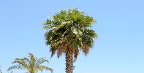 Palme