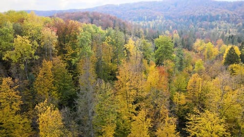Aerial view of high mountain hills covered with dense yellow forest and green spruce trees