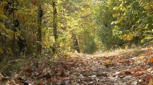 Autumn forest with fallen leaves on the ground slow-mo video