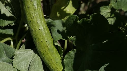 Slow tilt creeping plant of green cucumber 4K 2160p 30fps UltraHD footage - Tilting on gourd family