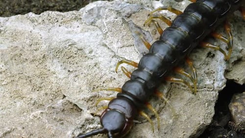 Extreme close shot of a Peruvian Giant Centipede crawling on a rock