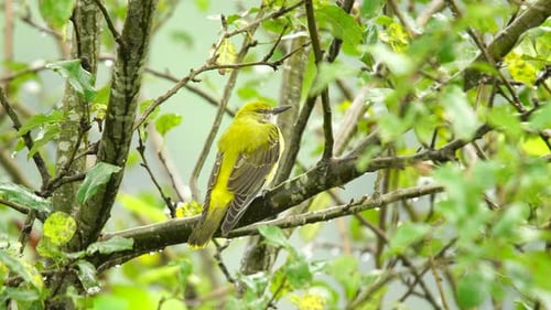Eurasian golden oriole