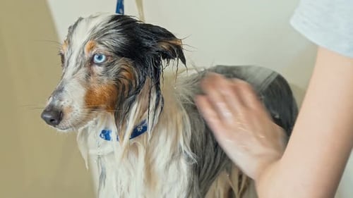 Adorable Dog Getting Washed By Professional Groomer at Vet Clinic