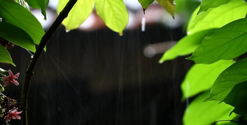 Gentle Rain Falling Through Green Leaves