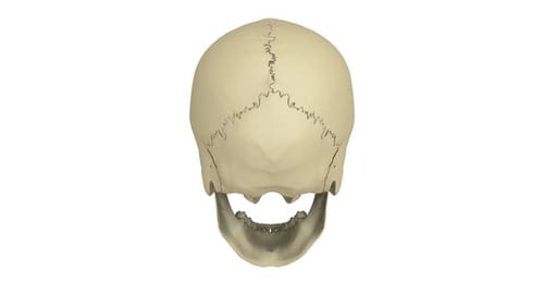 Skull Modell
