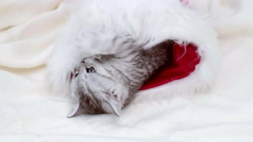 Cute Kitten in Santa Hat Christmas Theme